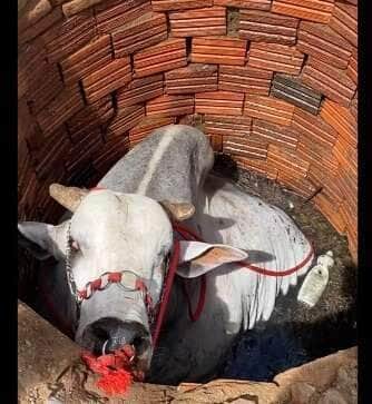Cena digna de filme de comédia rural: animal caiu em uma fossa no interior do Brasil e assustou moradores, que viram apenas a cabeça do bicho emergindo da água. Final do resgate não foi filmado, mas a torcida é grande para que ele tenha saído bem dessa "furada".