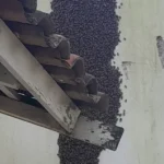 Enxame de abelhas é removido de escola em Mato Grosso durante operação noturna