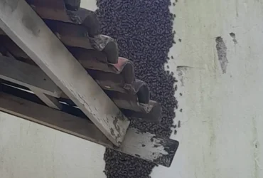 Enxame de abelhas é removido de escola em Mato Grosso durante operação noturna