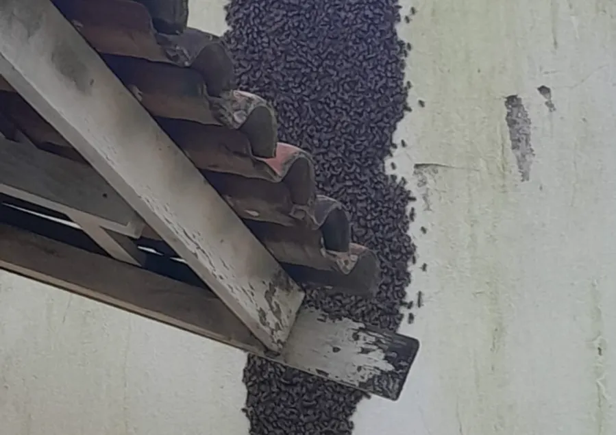 Enxame de abelhas é removido de escola em Mato Grosso durante operação noturna