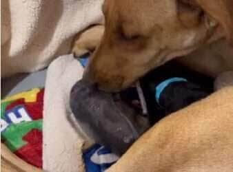 Cena emocionante mostra a cadelinha cuidando com carinho de seus filhotes recém-nascidos, em um momento cheio de amor, instinto materno e fofura que derrete corações.