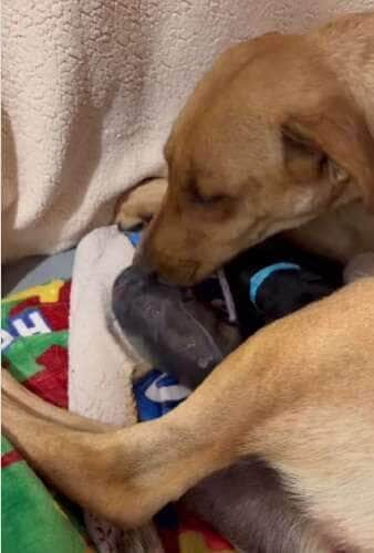 Cena emocionante mostra a cadelinha cuidando com carinho de seus filhotes recém-nascidos, em um momento cheio de amor, instinto materno e fofura que derrete corações.