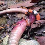 Registro raro feito no Equador mostra uma falsa coral tentando devorar uma minhocuçu. Biólogo brasileiro comenta o embate e alerta: “Não tente adivinhar se a cobra é venenosa ou não!”