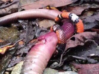 Registro raro feito no Equador mostra uma falsa coral tentando devorar uma minhocuçu. Biólogo brasileiro comenta o embate e alerta: “Não tente adivinhar se a cobra é venenosa ou não!”