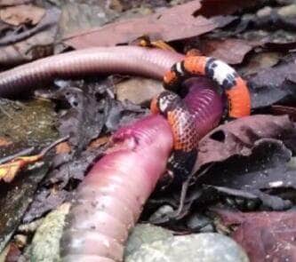 Registro raro feito no Equador mostra uma falsa coral tentando devorar uma minhocuçu. Biólogo brasileiro comenta o embate e alerta: “Não tente adivinhar se a cobra é venenosa ou não!”
