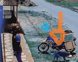 Enquanto o entregador chamava o cliente, o espertinho de quatro patas aproveitou o vacilo e fugiu tranquilamente com o almoço – cena viraliza e conquista a internet.