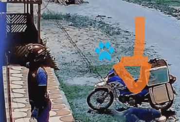 Enquanto o entregador chamava o cliente, o espertinho de quatro patas aproveitou o vacilo e fugiu tranquilamente com o almoço – cena viraliza e conquista a internet.