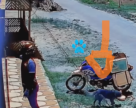 Enquanto o entregador chamava o cliente, o espertinho de quatro patas aproveitou o vacilo e fugiu tranquilamente com o almoço – cena viraliza e conquista a internet.