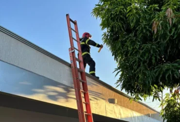 Bombeiros removem ninho de marimbondos em creche de Confresa
