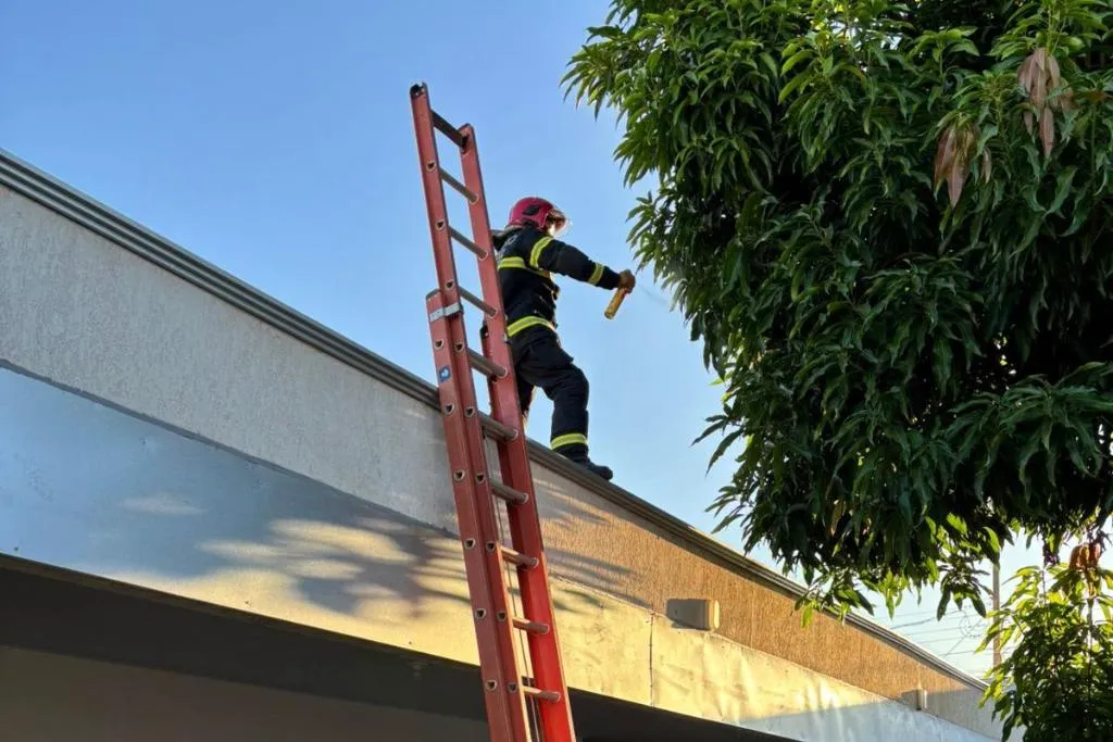 Bombeiros removem ninho de marimbondos em creche de Confresa