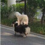 Parece até montagem, mas é real! Vídeo mostra poodle curtindo um "passeio" nas costas de outro cãozinho e conquista milhões de visualizações nas redes sociais.