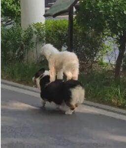 Parece até montagem, mas é real! Vídeo mostra poodle curtindo um "passeio" nas costas de outro cãozinho e conquista milhões de visualizações nas redes sociais.