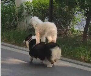 Parece até montagem, mas é real! Vídeo mostra poodle curtindo um "passeio" nas costas de outro cãozinho e conquista milhões de visualizações nas redes sociais.