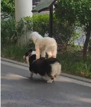 Parece até montagem, mas é real! Vídeo mostra poodle curtindo um "passeio" nas costas de outro cãozinho e conquista milhões de visualizações nas redes sociais.