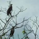 Registro raro de águias-cinzentas reforça conservação da fauna em Mato Grosso