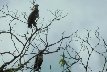 Registro raro de águias-cinzentas reforça conservação da fauna em Mato Grosso
