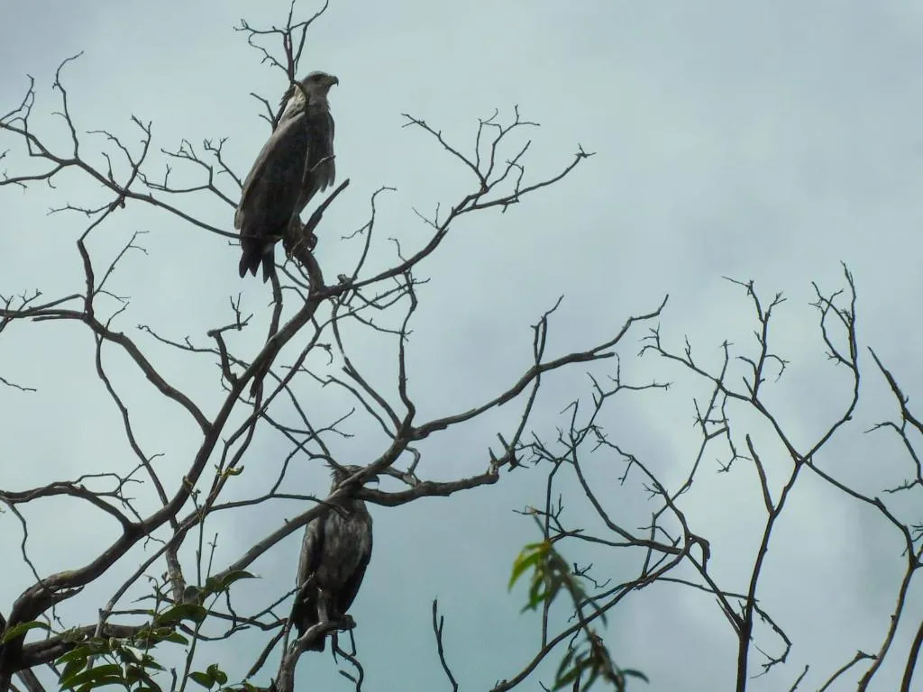 Registro raro de águias-cinzentas reforça conservação da fauna em Mato Grosso