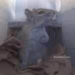 Esquilo se assusta, põe a mão no peito e encanta a internet com reação “humana”