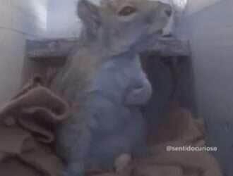 Esquilo se assusta, põe a mão no peito e encanta a internet com reação “humana”