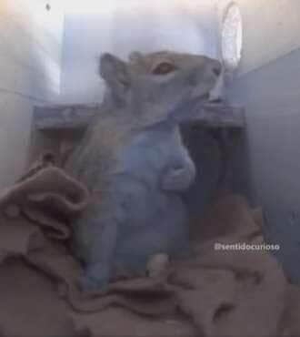 Esquilo se assusta, põe a mão no peito e encanta a internet com reação “humana”