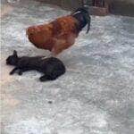 Cena inusitada mostra um galo subindo em cima de um gato deitado e, com as garras afiadas, faz o que parece ser uma massagem relaxante. O felino, longe de se incomodar, demonstra estar adorando o momento de “spa rural”.
