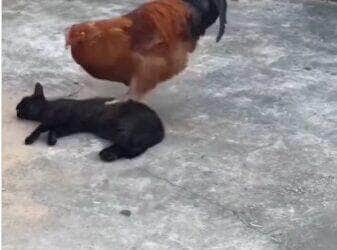 Cena inusitada mostra um galo subindo em cima de um gato deitado e, com as garras afiadas, faz o que parece ser uma massagem relaxante. O felino, longe de se incomodar, demonstra estar adorando o momento de “spa rural”.
