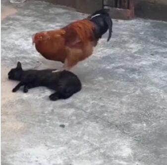 Cena inusitada mostra um galo subindo em cima de um gato deitado e, com as garras afiadas, faz o que parece ser uma massagem relaxante. O felino, longe de se incomodar, demonstra estar adorando o momento de “spa rural”.