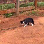 Flagra inusitado mostra um gato destemido tentando brincar com uma jiboia nada sociável. O felino dá um show de agilidade ao escapar de todos os botes da cobra, que só queria sossego. Vídeo já conquistou as redes sociais!