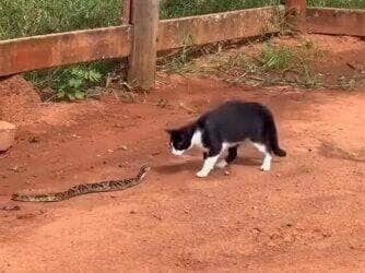 Flagra inusitado mostra um gato destemido tentando brincar com uma jiboia nada sociável. O felino dá um show de agilidade ao escapar de todos os botes da cobra, que só queria sossego. Vídeo já conquistou as redes sociais!