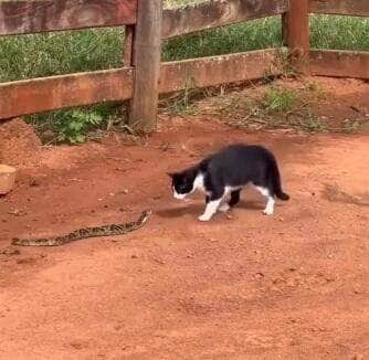 Flagra inusitado mostra um gato destemido tentando brincar com uma jiboia nada sociável. O felino dá um show de agilidade ao escapar de todos os botes da cobra, que só queria sossego. Vídeo já conquistou as redes sociais!