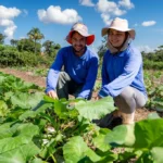 Com investimento de R$ 21,4 milhões, edital prevê benefício de R$ 6 mil por família com 100% de subsídio. Seaf e Empaer atuam para garantir que pequenos produtores não percam o prazo de inscrição.