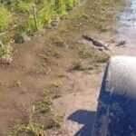 Jacaré esbanja agilidade e desvia de trator em estrada alagada no interior do Brasil