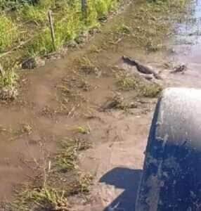 Jacaré esbanja agilidade e desvia de trator em estrada alagada no interior do Brasil