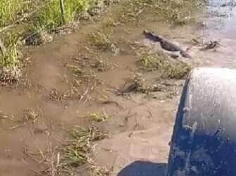 Jacaré esbanja agilidade e desvia de trator em estrada alagada no interior do Brasil