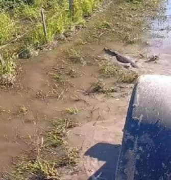 Jacaré esbanja agilidade e desvia de trator em estrada alagada no interior do Brasil