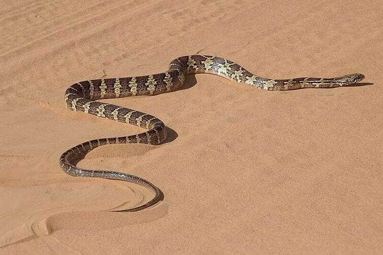 A serpente, após o susto mútuo, deslizou tranquilamente para uma área de vegetação próxima.