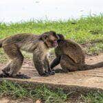 Bananas envenenadas podem ter causado mortes de macacos em Sinop (MT), indica laudo técnico