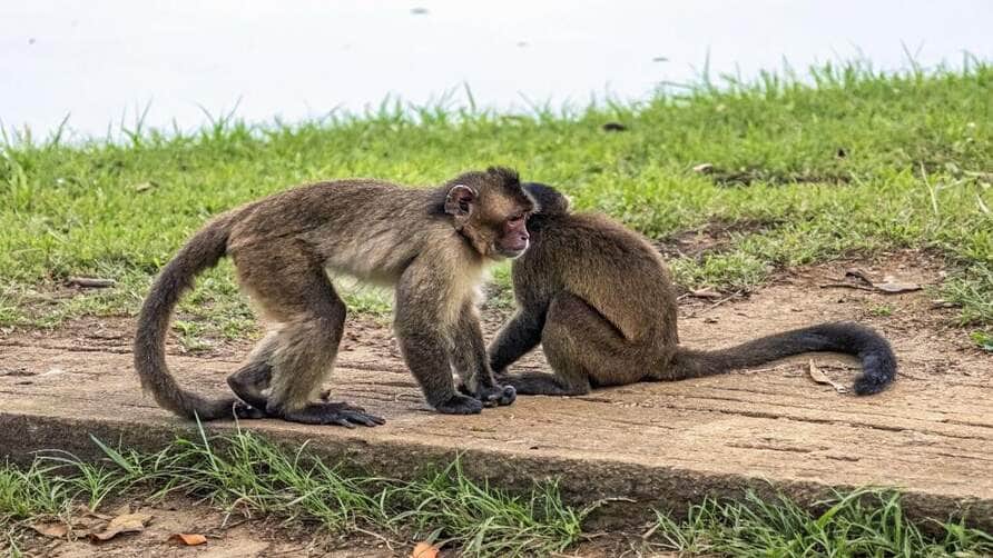 Bananas envenenadas podem ter causado mortes de macacos em Sinop (MT), indica laudo técnico