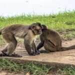 Parque florestal em Mato Grosso é interditado após indícios de envenenamento de macacos