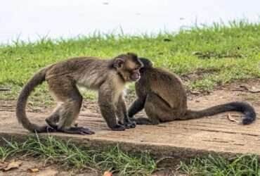 Parque florestal em Mato Grosso é interditado após indícios de envenenamento de macacos