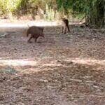 Flagra raro mostra a onça espreitando silenciosamente o javali, mas optando por recuar antes do ataque — cena levanta debate sobre instinto e estratégia na selva