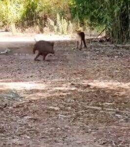 Flagra raro mostra a onça espreitando silenciosamente o javali, mas optando por recuar antes do ataque — cena levanta debate sobre instinto e estratégia na selva