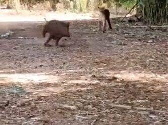 Flagra raro mostra a onça espreitando silenciosamente o javali, mas optando por recuar antes do ataque — cena levanta debate sobre instinto e estratégia na selva