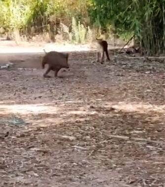 Flagra raro mostra a onça espreitando silenciosamente o javali, mas optando por recuar antes do ataque — cena levanta debate sobre instinto e estratégia na selva