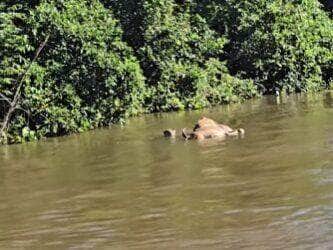 Silenciosa e letal, a onça-pintada dá um verdadeiro show de natureza selvagem ao atravessar um rio com sua caça recém-abatida no coração do Pantanal; clique foi registrado por fotógrafo e guia turístico Branco Arruda.
