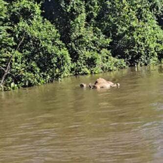 Silenciosa e letal, a onça-pintada dá um verdadeiro show de natureza selvagem ao atravessar um rio com sua caça recém-abatida no coração do Pantanal; clique foi registrado por fotógrafo e guia turístico Branco Arruda.