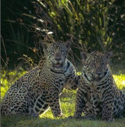 O episódio é mais uma amostra de como a vida selvagem pode ser imprevisível e fascinante, mesmo para quem convive com esses animais todos os dias.