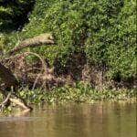 Cena rara e majestosa da onça-pintada saltando de árvore para dentro do rio foi registrada por turistas em passeio ecológico no coração do Pantanal; mistério permanece: ela pulou por diversão ou caçada?