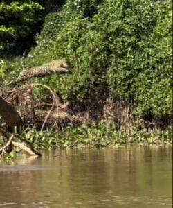 Cena rara e majestosa da onça-pintada saltando de árvore para dentro do rio foi registrada por turistas em passeio ecológico no coração do Pantanal; mistério permanece: ela pulou por diversão ou caçada?