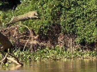 Cena rara e majestosa da onça-pintada saltando de árvore para dentro do rio foi registrada por turistas em passeio ecológico no coração do Pantanal; mistério permanece: ela pulou por diversão ou caçada?